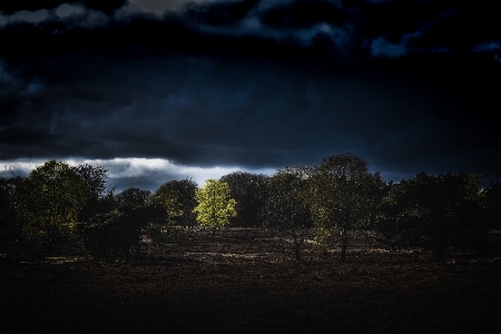 Tree nature light cloud Photo