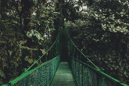 自然 森 橋 日光 写真