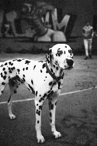 Foto Bianco e nero
 cane mammifero