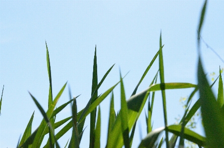 Nature grass branch plant Photo