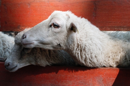 Goat sheep mammal goats Photo