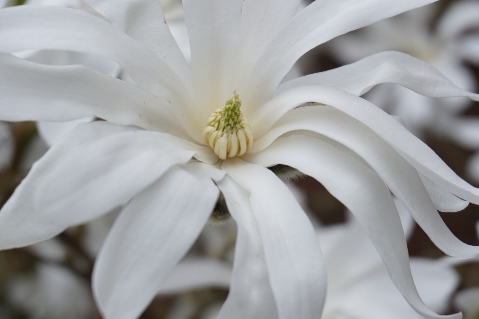 Natureza florescer cacto
 plantar