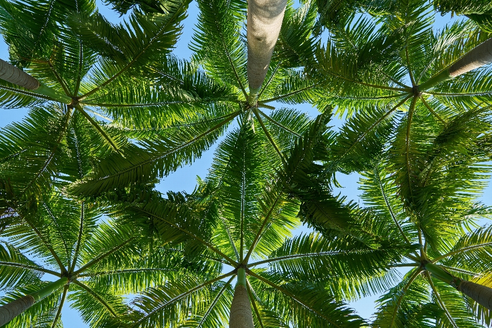 景观 树 自然 森林