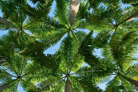 Foto Paesaggio albero natura foresta