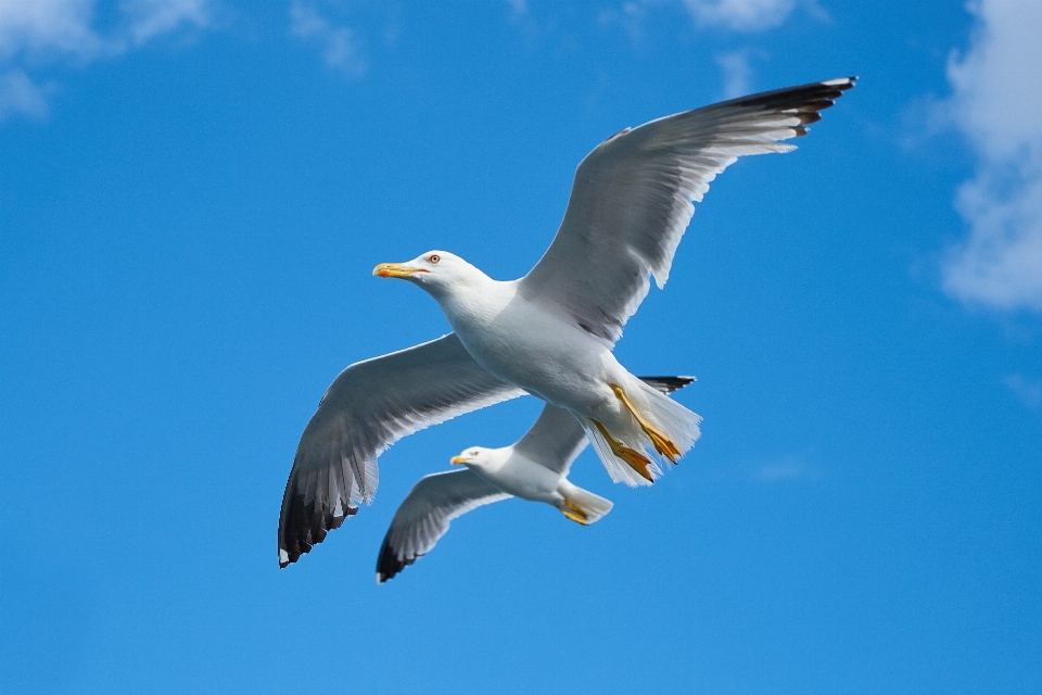 Paesaggio natura uccello ala