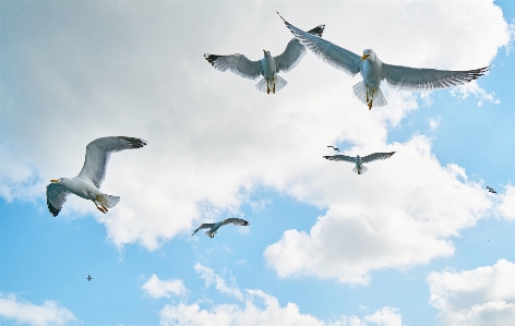 Landscape nature bird wing Photo