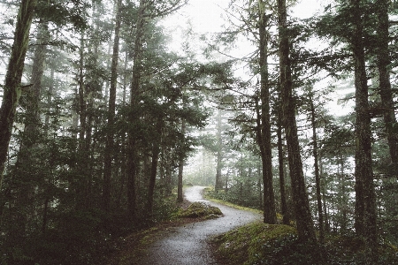 Tree nature forest wilderness Photo