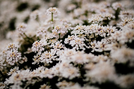 Photo Nature bifurquer fleurir usine