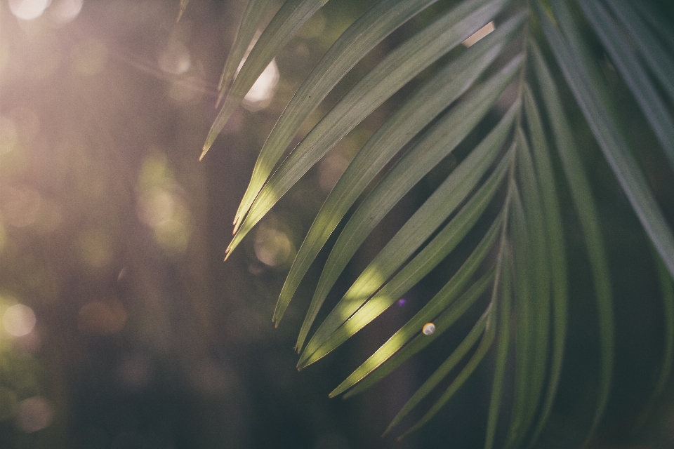 Tree nature grass branch