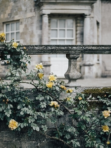 Anlage blume frühling herbst Foto