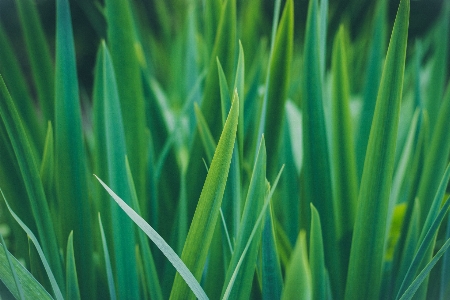 草 植物 分野 芝生 写真