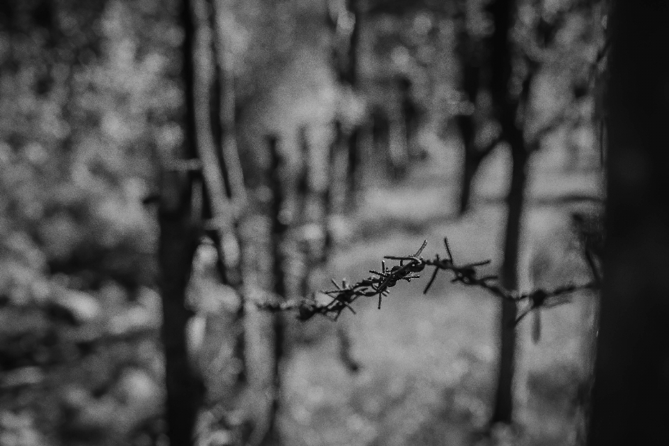 Albero natura foresta ramo