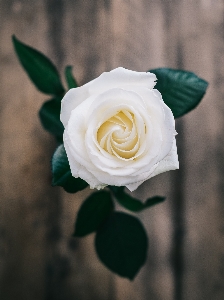 植物 白色的 摄影 花 照片