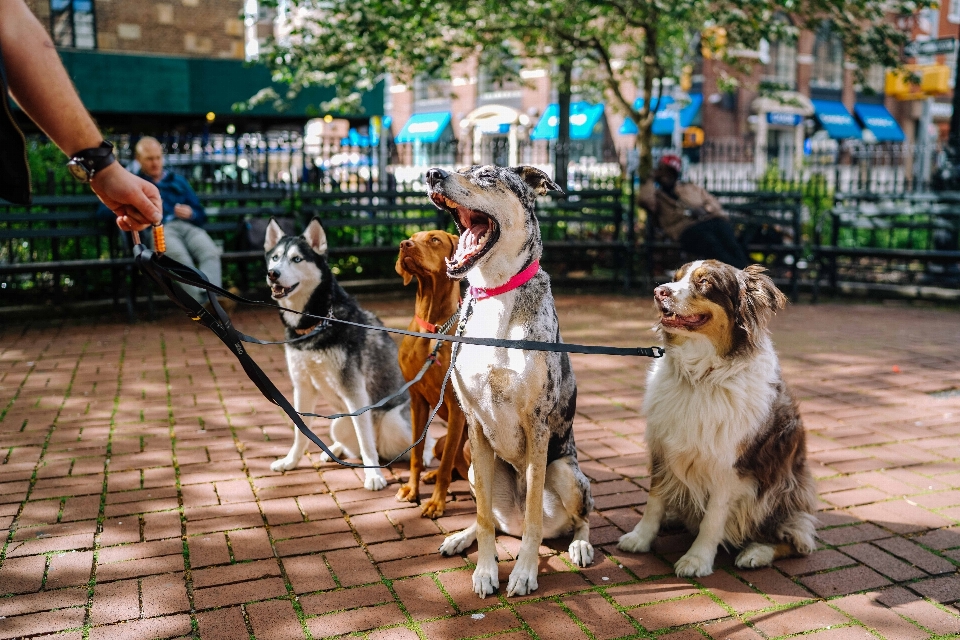 Anjing mamalia berjalan
 penampungan hewan