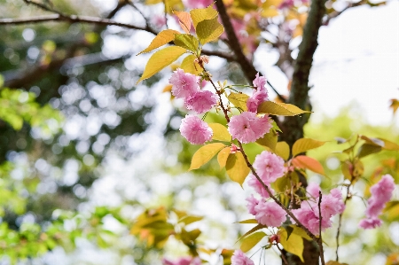 Landscape tree nature branch Photo