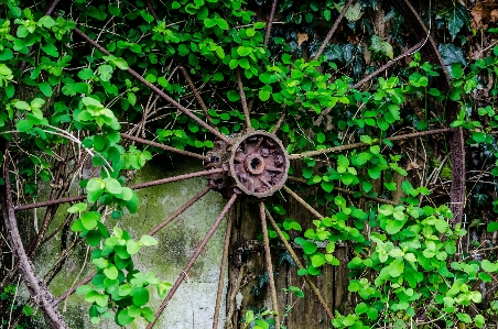 Foto Pohon alam hutan tanaman