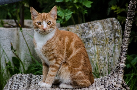 Animal pet fur orange Photo