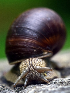 Nature photography animal brown Photo