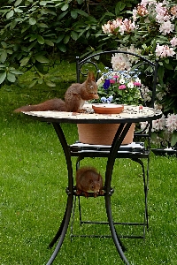 テーブル 芝生 花 動物 写真