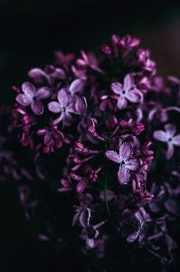 花 黒と白
 植物 写真撮影 写真