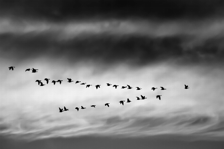 Photo Oiseau aile nuage noir et blanc
