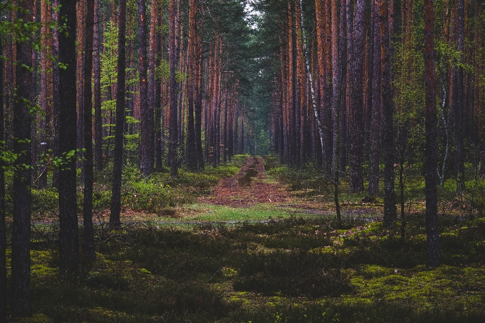 árbol naturaleza bosque desierto
