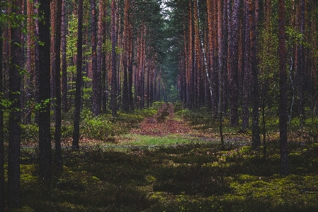 Zdjęcie Drzewo natura las pustynia
