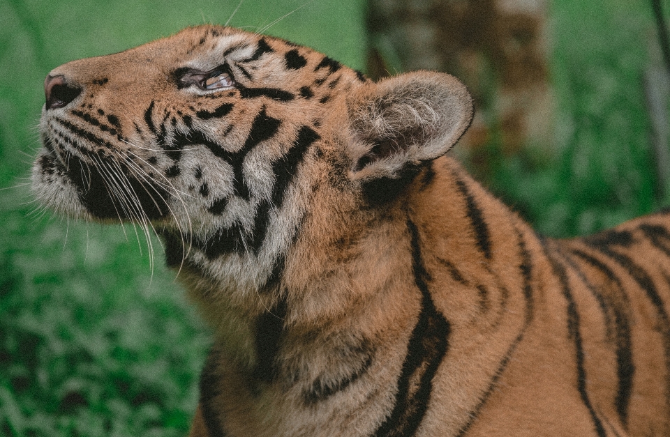 Fauna silvestre zoo mamífero