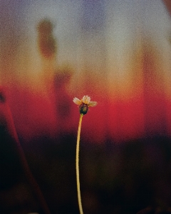 ライト 植物 日没 写真撮影 写真