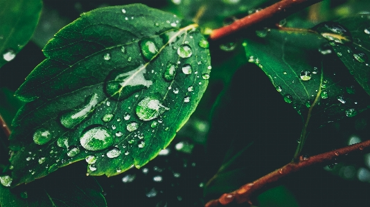 Water nature branch drop Photo