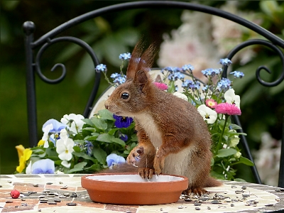 Branch mouse animal spring Photo