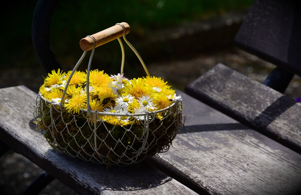 Pianta dente di leone foglia fiore