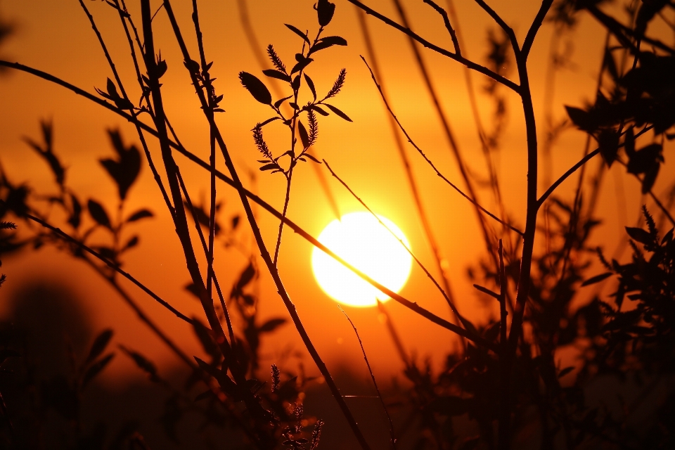 árvore natureza filial luz