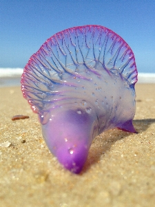 Beach sand biology jellyfish Photo