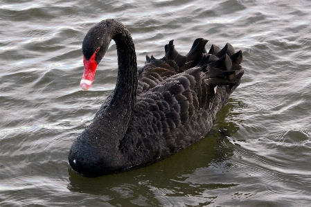 Water nature bird wing Photo