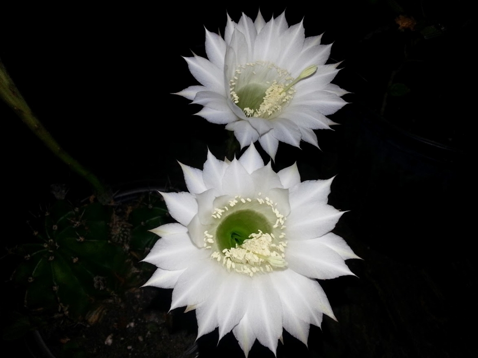 Natura fiore spinoso
 cactus
