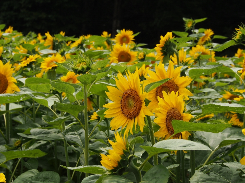 Usine champ prairie
 fleur