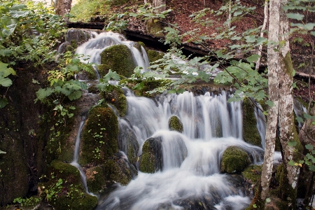 Water nature forest waterfall Photo