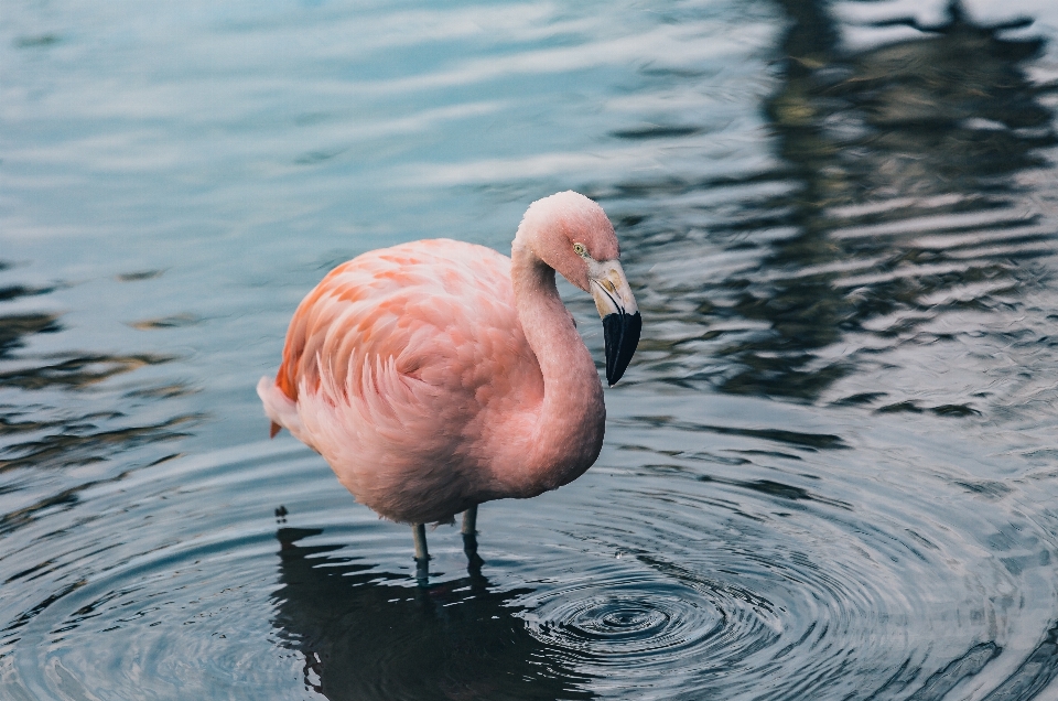 Agua pájaro ala fauna silvestre