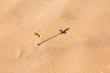 Hand sand wood leaf Photo