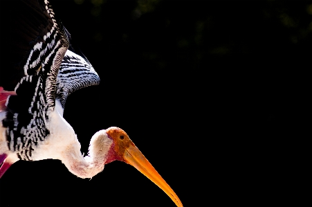 Photo Oiseau aile le bec vertébré
