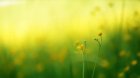 Nature grass dew plant Photo