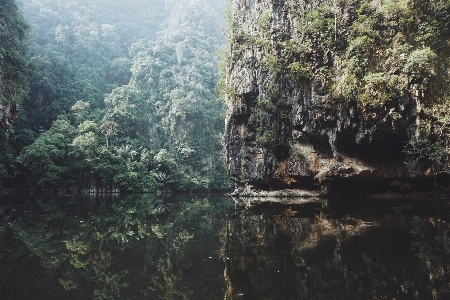 Foto Pohon air alam hutan