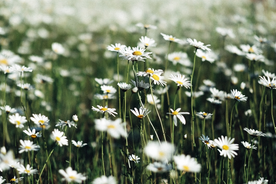 Habitat oxeye daisy nature flower