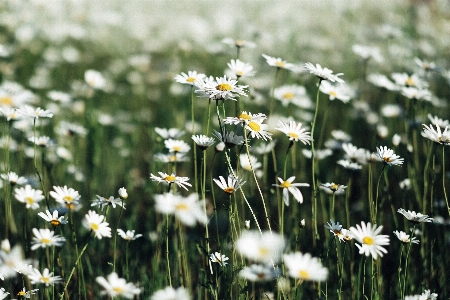 Habitat oxeye daisy nature flower Photo