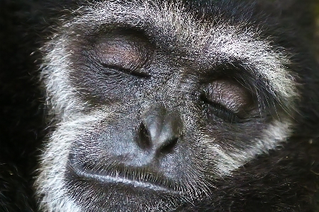 Foto Animais selvagens jardim zoológico mamífero fauna