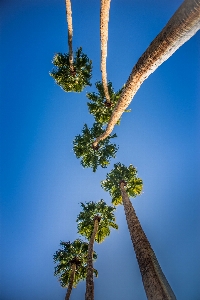 Foto Albero natura ramo pianta