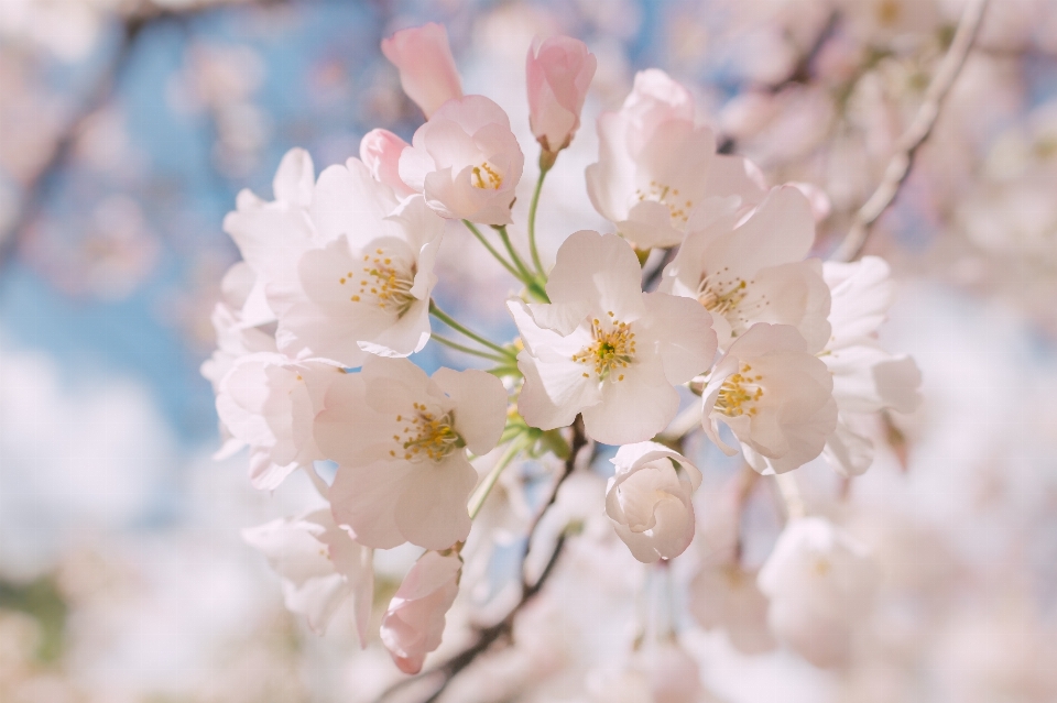 ブランチ 花 植物 花弁