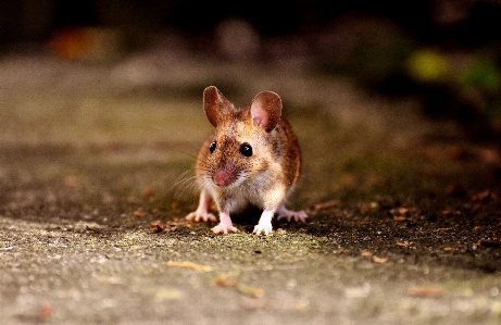 Nature sweet mouse animal Photo