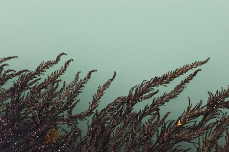 Water grass branch liquid Photo